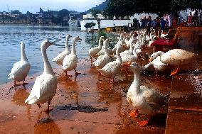 Ducks Roaming In Rajasthan - India