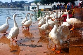 Ducks Roaming In Rajasthan - India