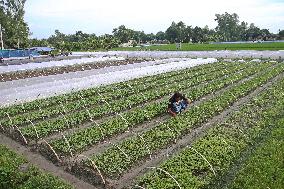 Vegetable Seedlings Nursery - Bangladesh