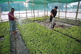 Vegetable Seedlings Nursery - Bangladesh