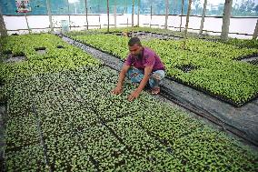 Vegetable Seedlings Nursery - Bangladesh