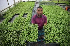 Vegetable Seedlings Nursery - Bangladesh