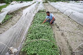 Vegetable Seedlings Nursery - Bangladesh