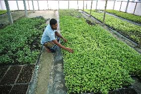 Vegetable Seedlings Nursery - Bangladesh