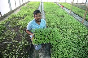 Vegetable Seedlings Nursery - Bangladesh