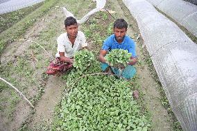 Vegetable Seedlings Nursery - Bangladesh