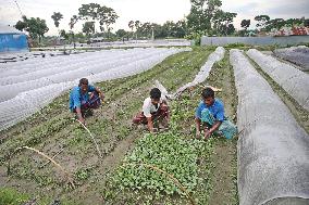 Vegetable Seedlings Nursery - Bangladesh