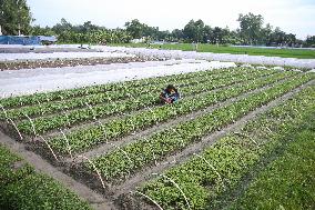 Vegetable Seedlings Nursery - Bangladesh