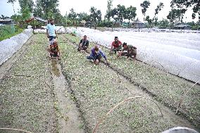 Vegetable Seedlings Nursery - Bangladesh