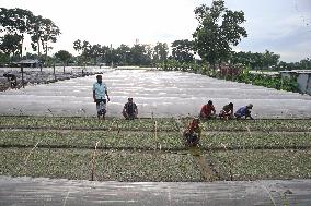 Vegetable Seedlings Nursery - Bangladesh