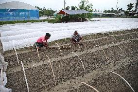 Vegetable Seedlings Nursery - Bangladesh