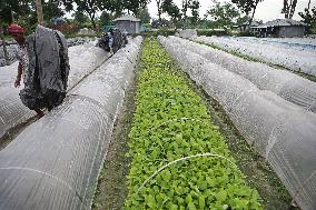 Vegetable Seedlings Nursery - Bangladesh