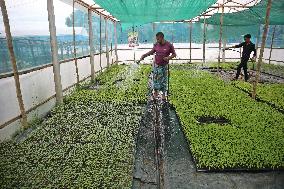 Vegetable Seedlings Nursery - Bangladesh