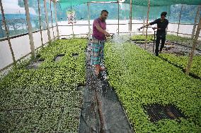 Vegetable Seedlings Nursery - Bangladesh