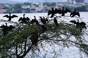 Cormorants Sit On A Branch By A Lake - Rajasthan