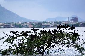 Cormorants Sit On A Branch By A Lake - Rajasthan