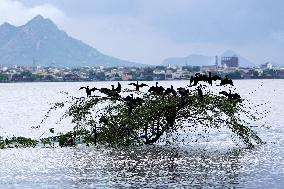 Cormorants Sit On A Branch By A Lake - Rajasthan