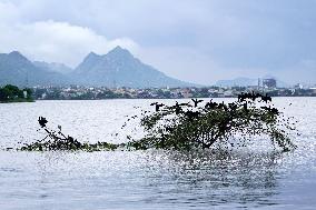 Cormorants Sit On A Branch By A Lake - Rajasthan