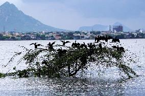 Cormorants Sit On A Branch By A Lake - Rajasthan