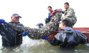 Hairy Crabs Harvest in Zhangye