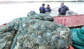 Hairy Crabs Harvest in Zhangye