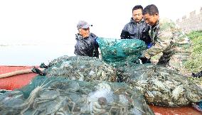 Hairy Crabs Harvest in Zhangye