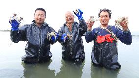 Hairy Crabs Harvest in Zhangye