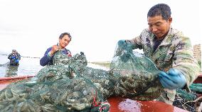 Hairy Crabs Harvest in Zhangye