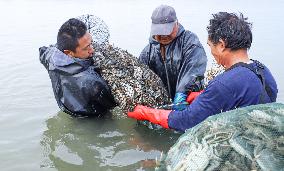 Hairy Crabs Harvest in Zhangye