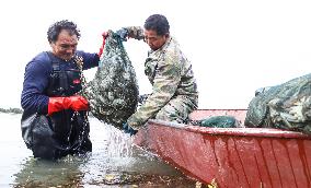 Hairy Crabs Harvest in Zhangye