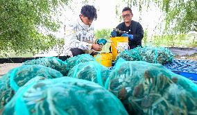 Hairy Crabs Harvest in Zhangye