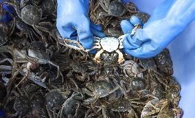 Hairy Crabs Harvest in Zhangye