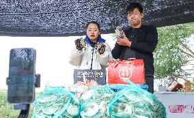 Hairy Crabs Harvest in Zhangye