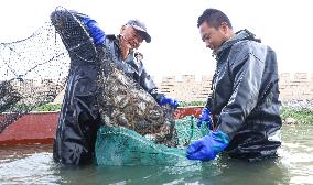 Hairy Crabs Harvest in Zhangye