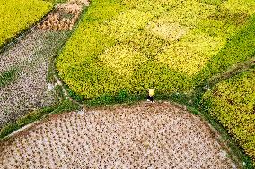 Rice Harvested in Congjiang