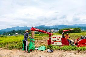 Rice Harvested in Congjiang