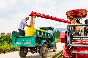 Rice Harvested in Congjiang