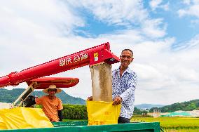 Rice Harvested in Congjiang