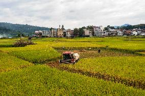 Rice Harvested in Congjiang