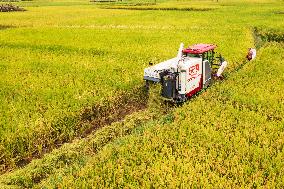 Rice Harvested in Congjiang