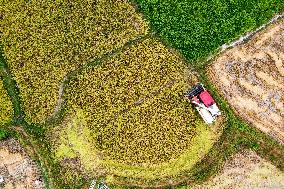 Rice Harvested in Congjiang