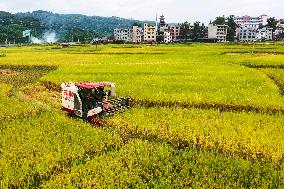 Rice Harvested in Congjiang