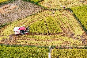 Rice Harvested in Congjiang