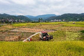 Rice Harvested in Congjiang