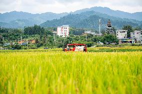 Rice Harvested in Congjiang