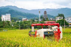 Rice Harvested in Congjiang