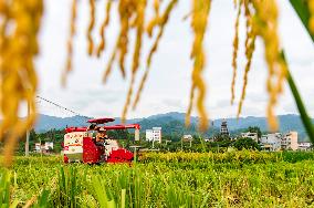 Rice Harvested in Congjiang