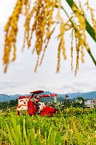 Rice Harvested in Congjiang