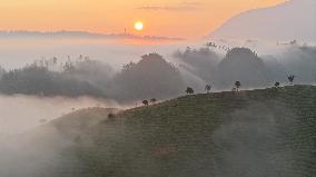 Tea Garden Scenery - China