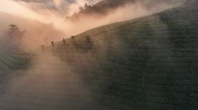 Tea Garden Scenery - China